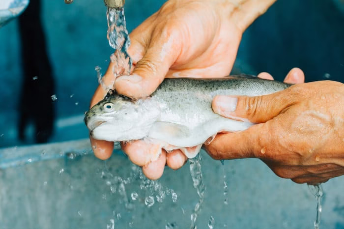 https://cuisineetastuce.com/5-astuces-infaillibles-pour-enlever-lodeur-de-poisson-des-mains/
